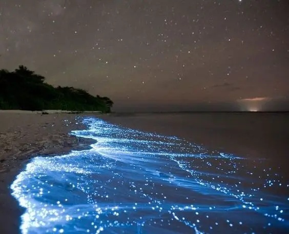 Bahía Bioluminiscente de Puerto Rico, Bahía Mosquito