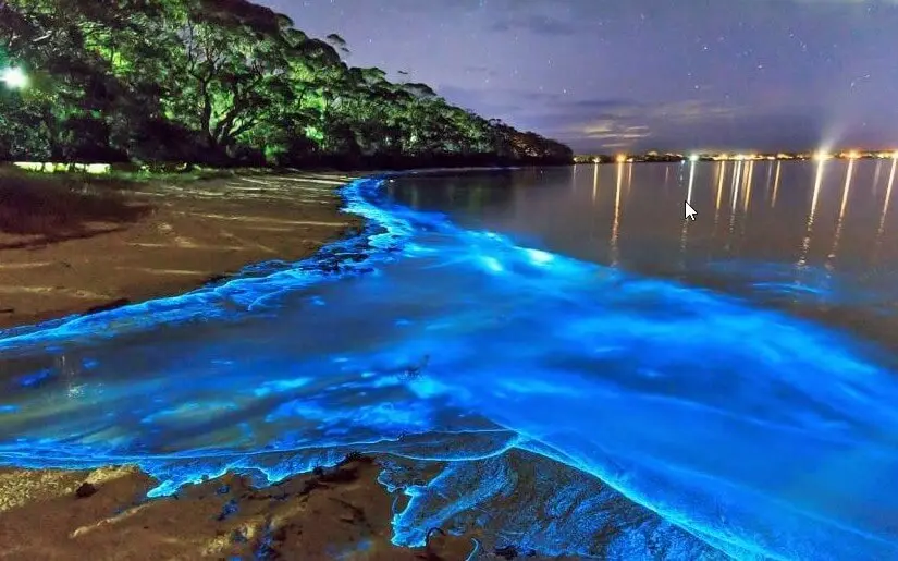 Bahía bioluminiscente: presencia el resplandor mágico de los organismos bioluminiscentes en Mosquito Bay, una de las pocas bahías bioluminiscentes del mundo.