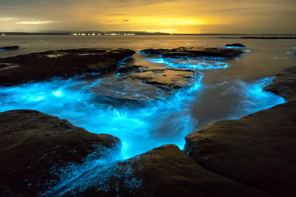 Bahías bioluminiscentes