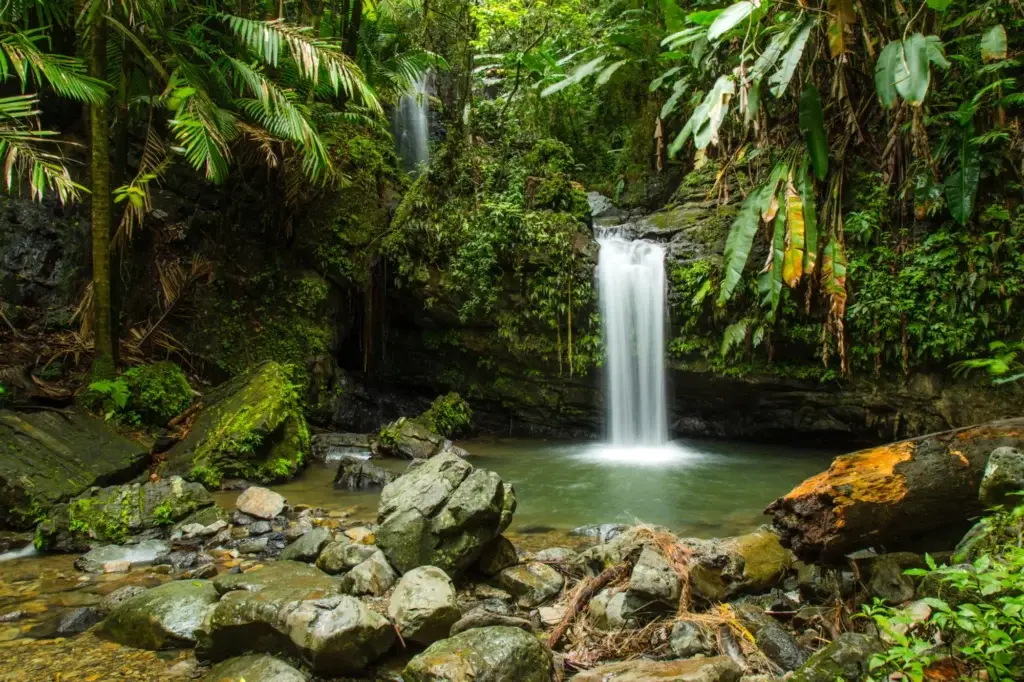 Senderismo en el Bosque Nacional El Yunque de Puerto Rico: tu guía completa