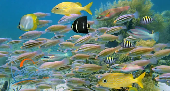 Qué hacer en Vieques